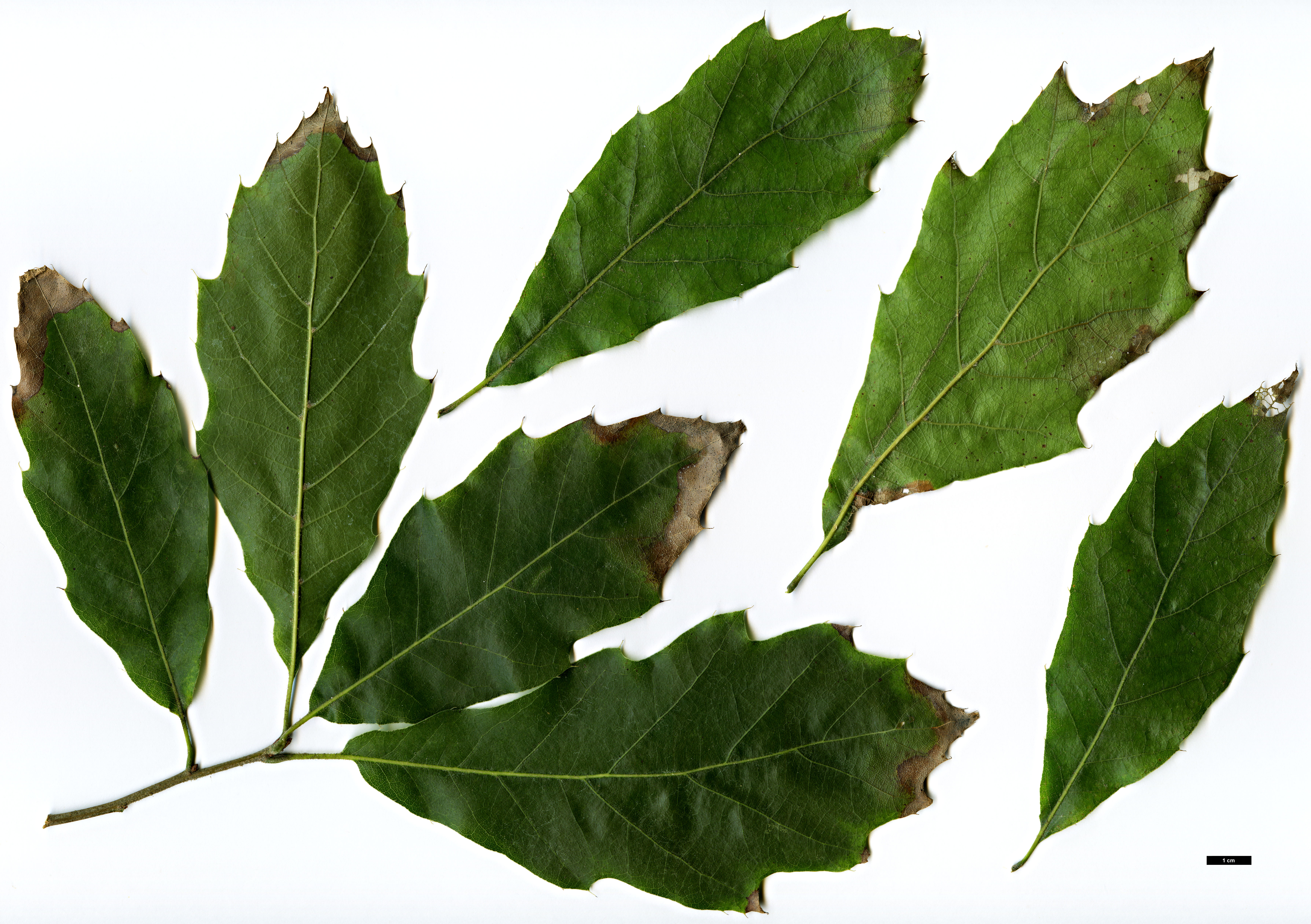 High resolution image: Family: Fagaceae - Genus: Quercus - Taxon: grahamii 